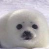 foca_watona777