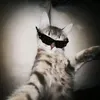 freei_tas