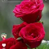 dra_891