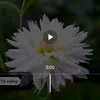 harvy.longding