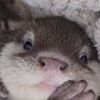 CutePets77
