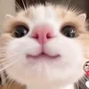 hvinhmegame