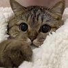 furrricane