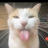 eestilickcat