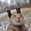 Funny pets