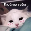 milashafi1