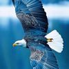 eagleliger14