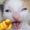 luvanicte