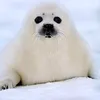 seal_199
