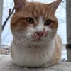 meowmotionoffical