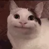 zenhieeeeeeeeeeee