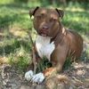aurora_thepittie