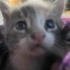 ilovecats6.7
