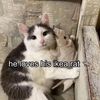 catcarrier6