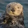 miketheotter7777