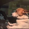 perrito.chofer