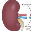 kidneys80