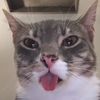 Funnyanimalsll1729