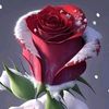 naveed.soomro446