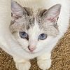 leothecatnovathecat