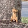 mrgoldmonke8