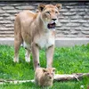 animal1network2