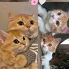 hoor_843