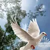 badong.nguyen1