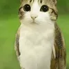 meowl_50