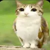 pipidastr7187