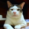 kucing21110