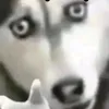 maidinhjqk