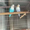 thichchimca