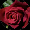 jamila2694