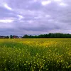beklonm