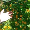 alfandy7251
