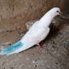sherazbaloch272
