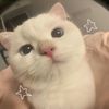 cathtie