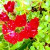 junuchaudhary626