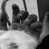 habiboffical7