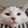 potatismos32