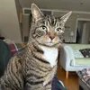 Cuddlesthechonkycat