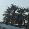 fatima._gh