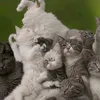ayzva5mewmetdvornik