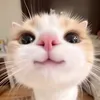 tnggngminh