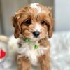 PUPPIES FOR ADOPTION