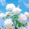 user7819950622165