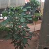 lapari_hawusa2