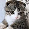 dushamoeidushi_