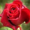 gsob_jsk